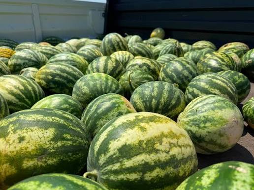 Elbistan da Yerli karpuzda yılın ilk hasadı gerçekleştirdi